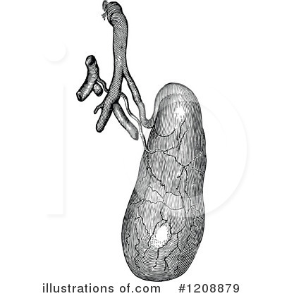 Royalty-Free (RF) Anatomy Clipart Illustration by Prawny Vintage - Stock Sample #1208879
