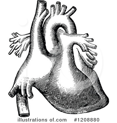 Royalty-Free (RF) Anatomy Clipart Illustration by Prawny Vintage - Stock Sample #1208880