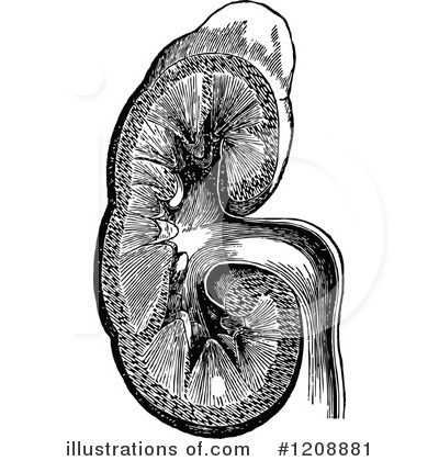 Royalty-Free (RF) Anatomy Clipart Illustration by Prawny Vintage - Stock Sample #1208881