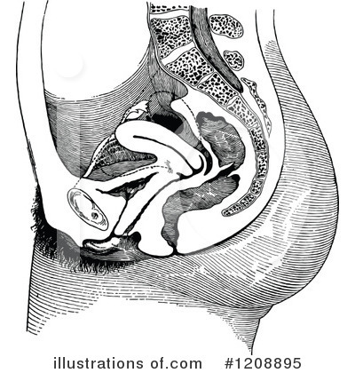 Royalty-Free (RF) Anatomy Clipart Illustration by Prawny Vintage - Stock Sample #1208895