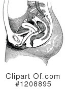 Anatomy Clipart #1208895 by Prawny Vintage