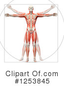 Anatomy Clipart #1253845 by Mopic