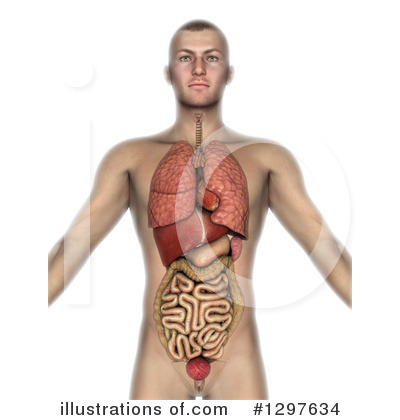 Kidney Clipart #1297634 by KJ Pargeter