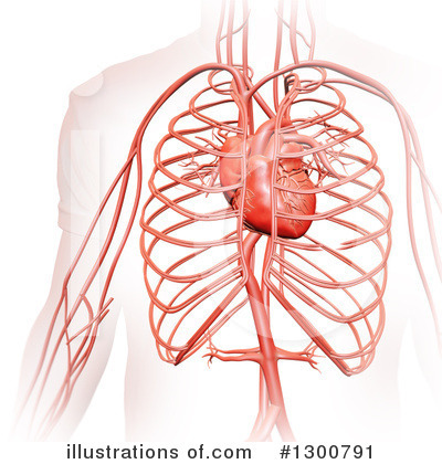 Human Heart Clipart #1300791 by Mopic