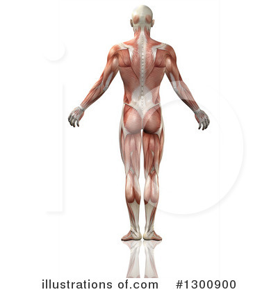Royalty-Free (RF) Anatomy Clipart Illustration by KJ Pargeter - Stock Sample #1300900