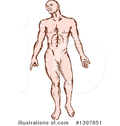 Anatomy Clipart #1307651 by patrimonio