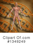 Anatomy Clipart #1349249 by KJ Pargeter