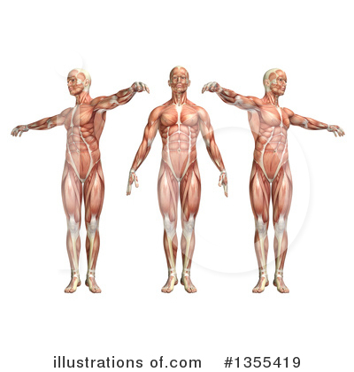 Royalty-Free (RF) Anatomy Clipart Illustration by KJ Pargeter - Stock Sample #1355419