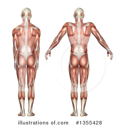 Royalty-Free (RF) Anatomy Clipart Illustration by KJ Pargeter - Stock Sample #1355428