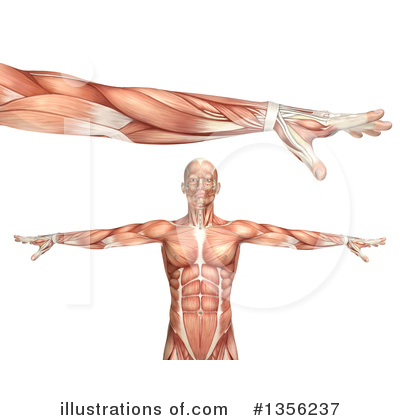 Royalty-Free (RF) Anatomy Clipart Illustration by KJ Pargeter - Stock Sample #1356237