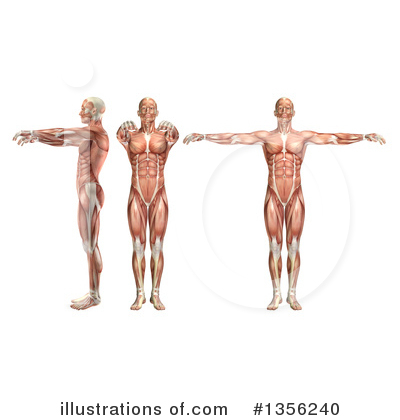 Muscle Clipart #1356240 by KJ Pargeter