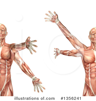 Muscle Clipart #1356241 by KJ Pargeter