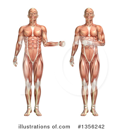 Muscle Clipart #1356242 by KJ Pargeter