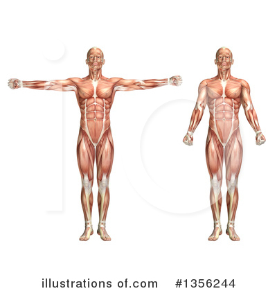 Muscle Clipart #1356244 by KJ Pargeter