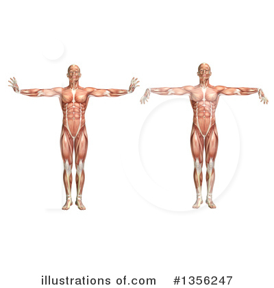 Muscle Clipart #1356247 by KJ Pargeter