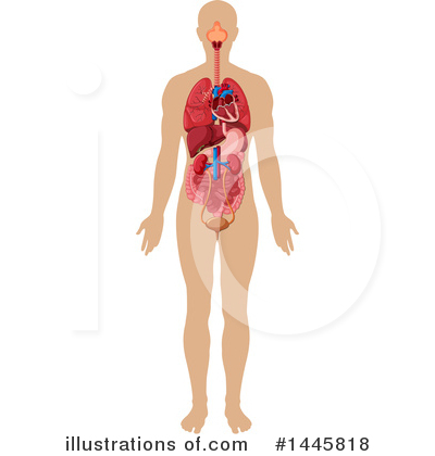 Intestine Clipart #1445818 by Graphics RF
