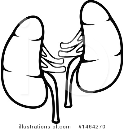 Kidney Clipart #1464270 by Vector Tradition SM