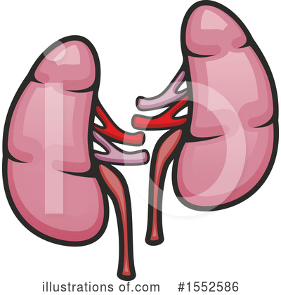 Kidney Clipart #1552586 by Vector Tradition SM