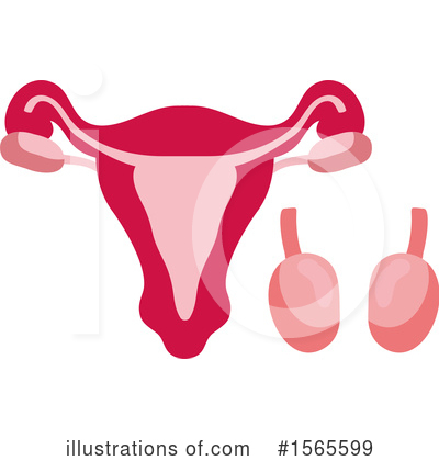 Uterus Clipart #1565599 by Vector Tradition SM