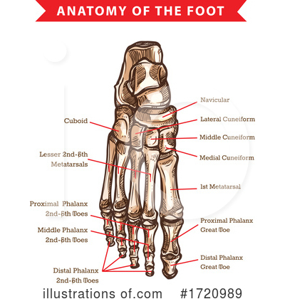 Royalty-Free (RF) Anatomy Clipart Illustration by Vector Tradition SM - Stock Sample #1720989