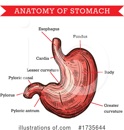 Stomach Clipart #1735644 by Vector Tradition SM