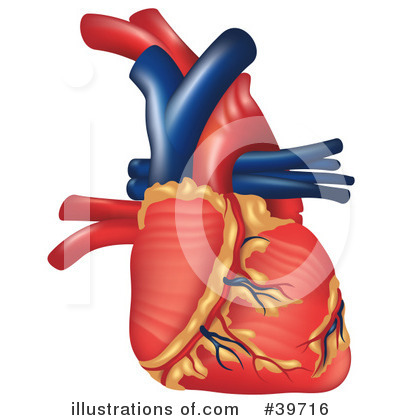 Human Heart Clipart #39716 by dero