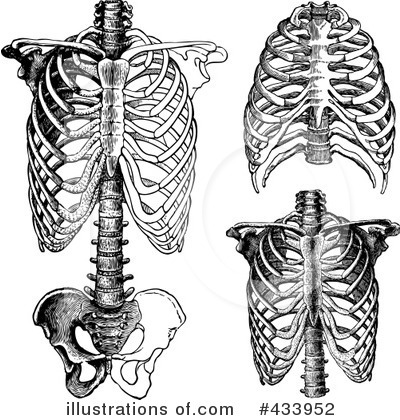 Royalty-Free (RF) Anatomy Clipart Illustration by BestVector - Stock Sample #433952