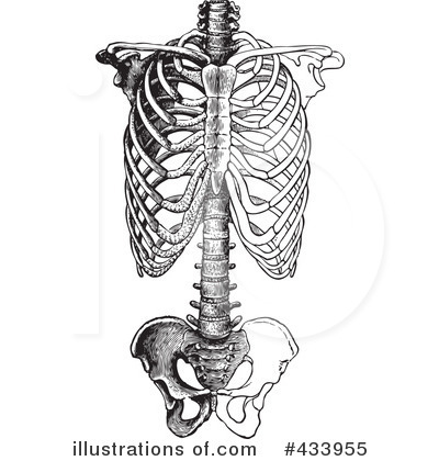 Royalty-Free (RF) Anatomy Clipart Illustration by BestVector - Stock Sample #433955