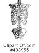 Anatomy Clipart #433955 by BestVector