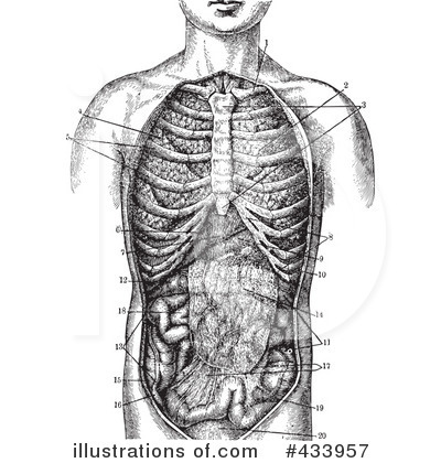 Anatomy Clipart #433957 by BestVector