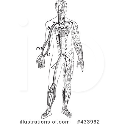 Anatomy Clipart #433962 by BestVector