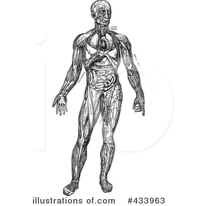 Anatomy Clipart #433963 by BestVector
