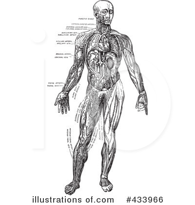 Anatomy Clipart #433966 by BestVector
