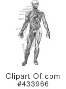 Anatomy Clipart #433966 by BestVector