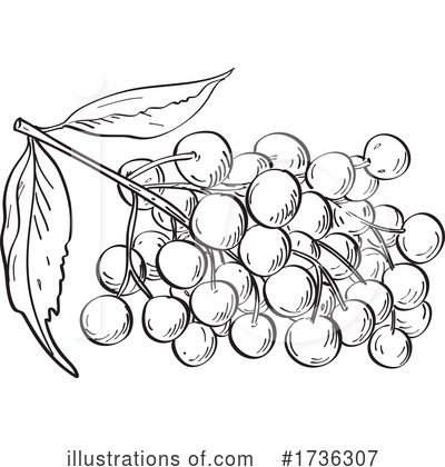 Royalty-Free (RF) Berry Clipart Illustration by patrimonio - Stock Sample #1736307