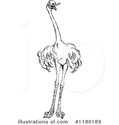 Ostrich Clipart #1180189 by Prawny Vintage