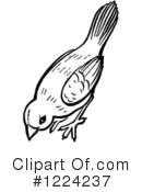 Bird Clipart #1224237 by Picsburg