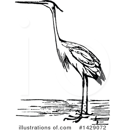 Heron Clipart #1429072 by Prawny Vintage