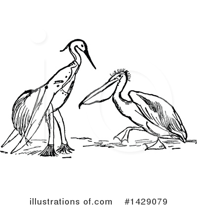 Pelican Clipart #1429079 by Prawny Vintage