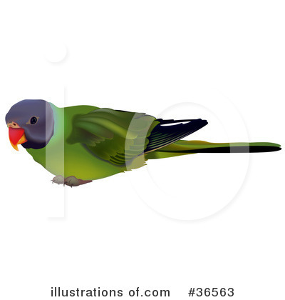 Parakeet Clipart #36563 by dero