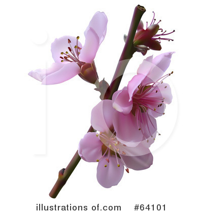 Royalty-Free (RF) Blossoms Clipart Illustration by dero - Stock Sample #64101