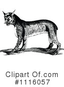 Bobcat Clipart #1116057 by Prawny Vintage