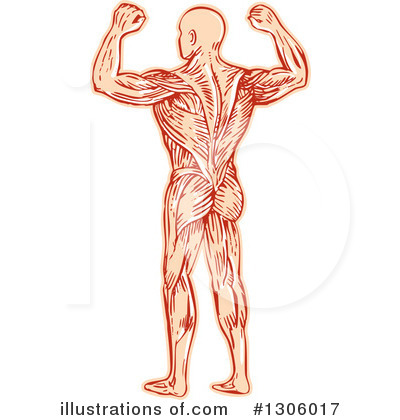Royalty-Free (RF) Bodybuilder Clipart Illustration by patrimonio - Stock Sample #1306017