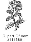 Botanical Clipart #1113801 by Prawny Vintage
