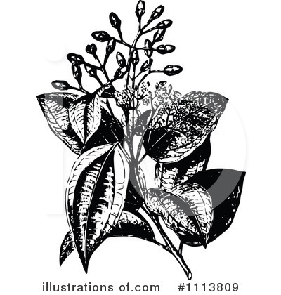 Royalty-Free (RF) Botanical Clipart Illustration by Prawny Vintage - Stock Sample #1113809