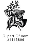 Botanical Clipart #1113809 by Prawny Vintage