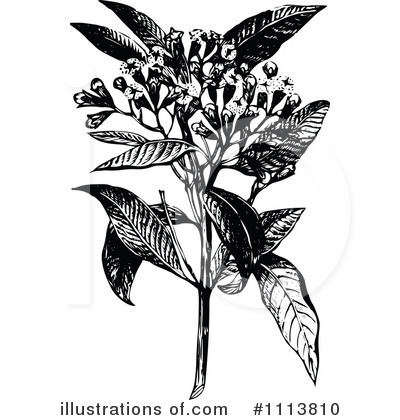 Royalty-Free (RF) Botanical Clipart Illustration by Prawny Vintage - Stock Sample #1113810