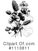 Botanical Clipart #1113811 by Prawny Vintage
