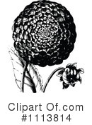 Botanical Clipart #1113814 by Prawny Vintage