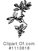 Botanical Clipart #1113818 by Prawny Vintage